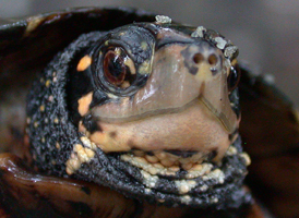 Spotted Turtle